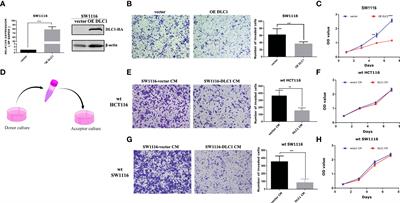 DLC1 inhibits colon adenocarcinoma cell migration by promoting secretion of the neurotrophic factor MANF